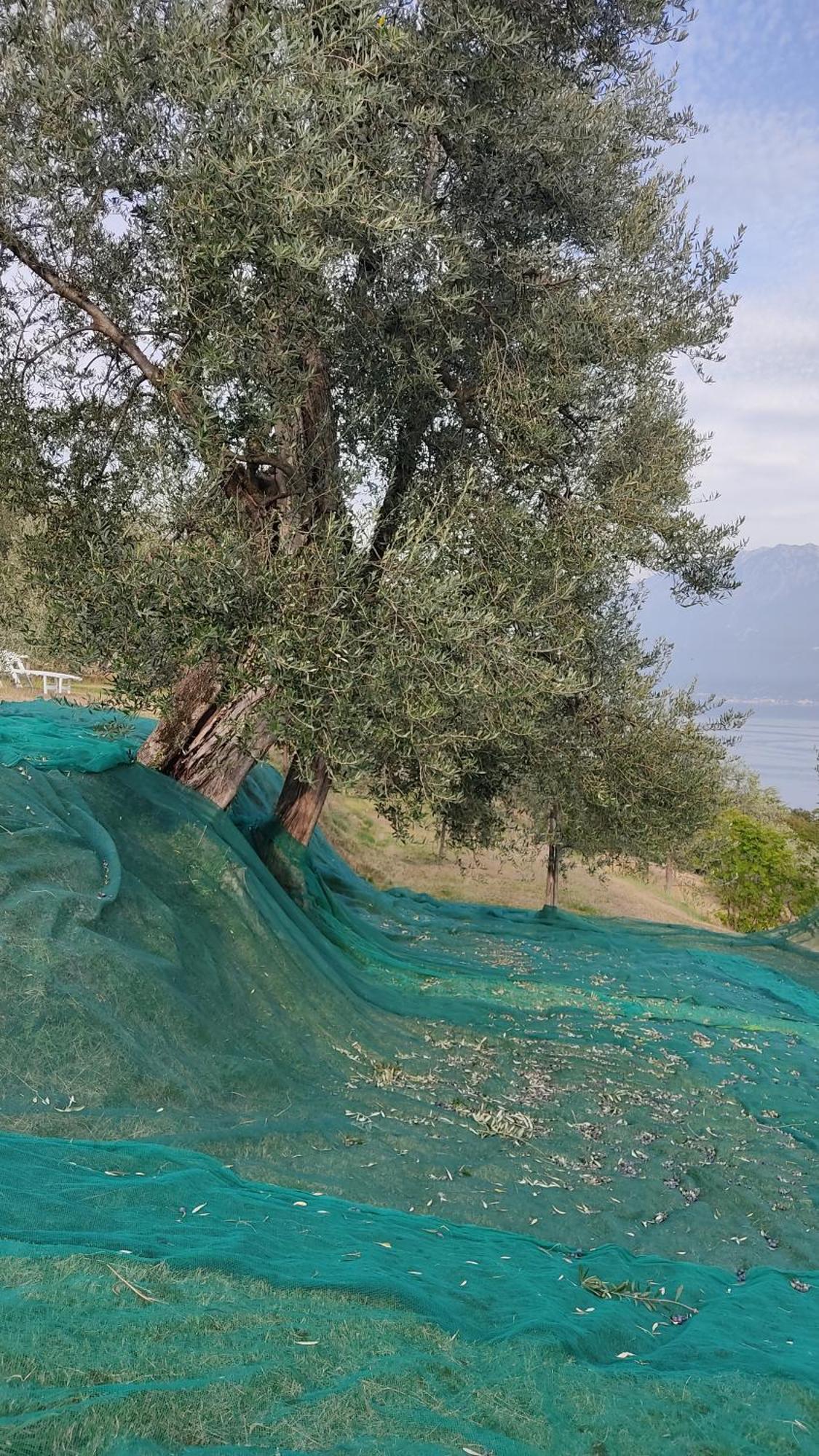 Appartamento Cristol غارنانو المظهر الخارجي الصورة